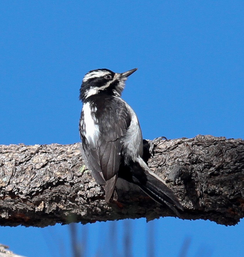 Hairy Woodpecker (Rocky Mts.) - Skye Haas