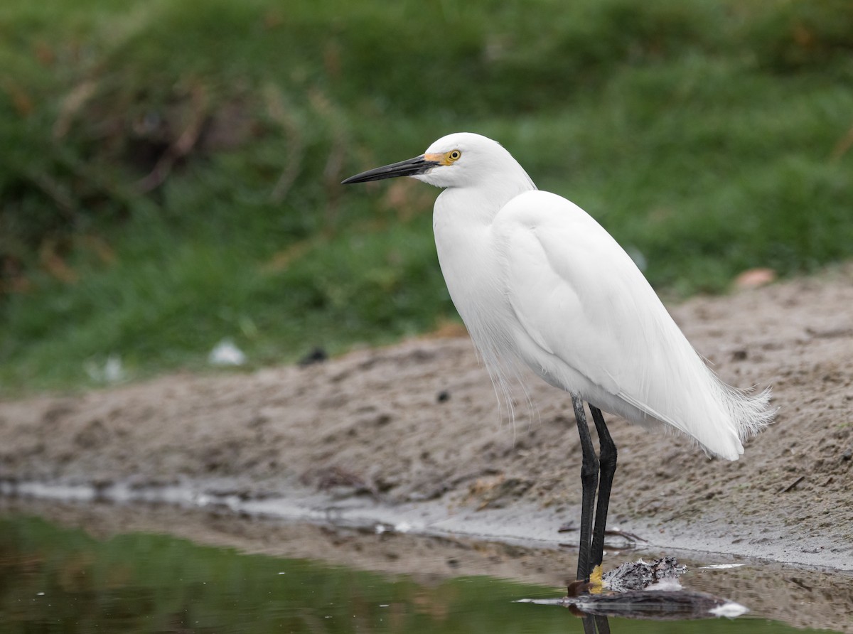 Snowy Egret - ML458227231