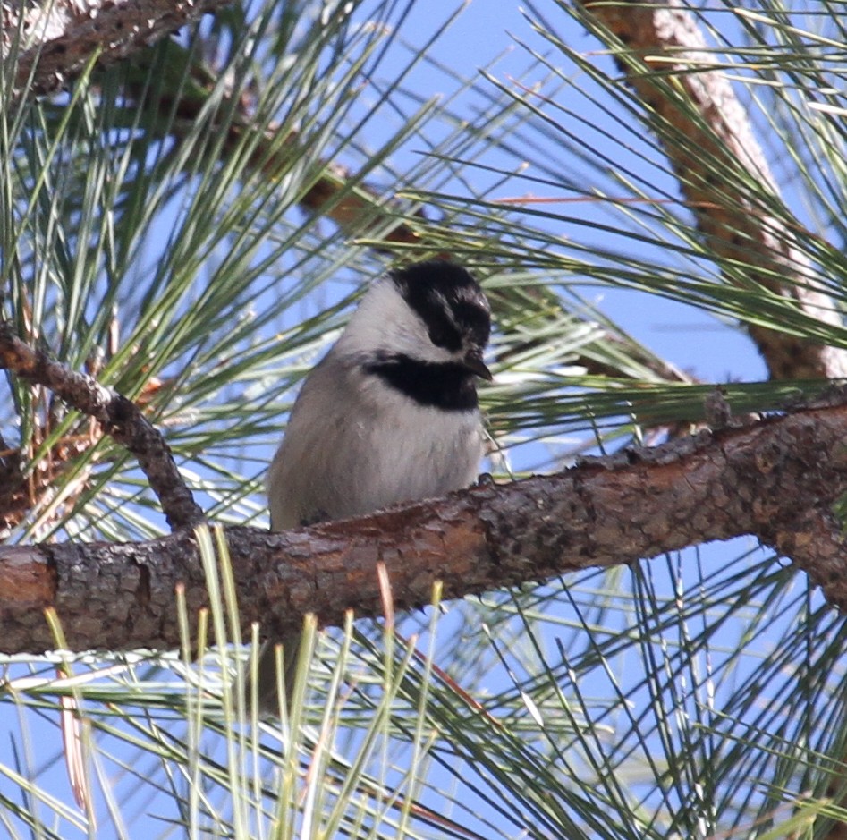 chickadee sp. - ML45822741