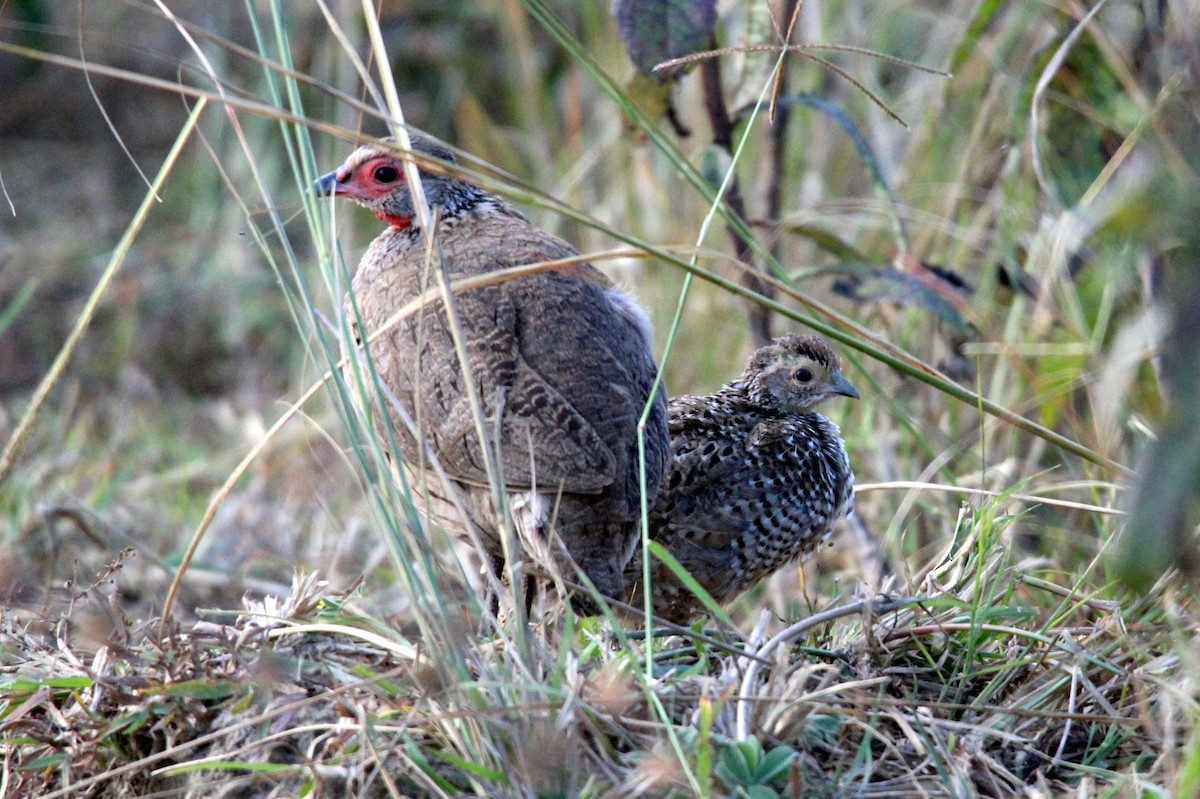 Francolin de Swainson - ML458229211