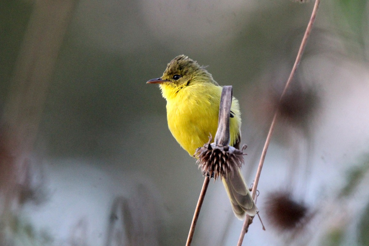 African Yellow-Warbler - ML458229511