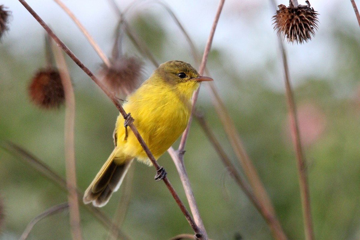 African Yellow-Warbler - ML458229601