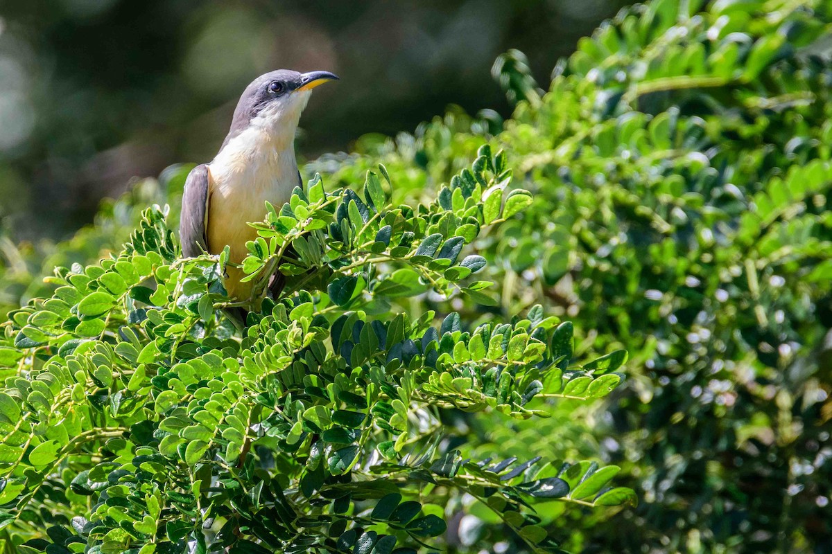 Mangrove Cuckoo - Cyril Coomansingh