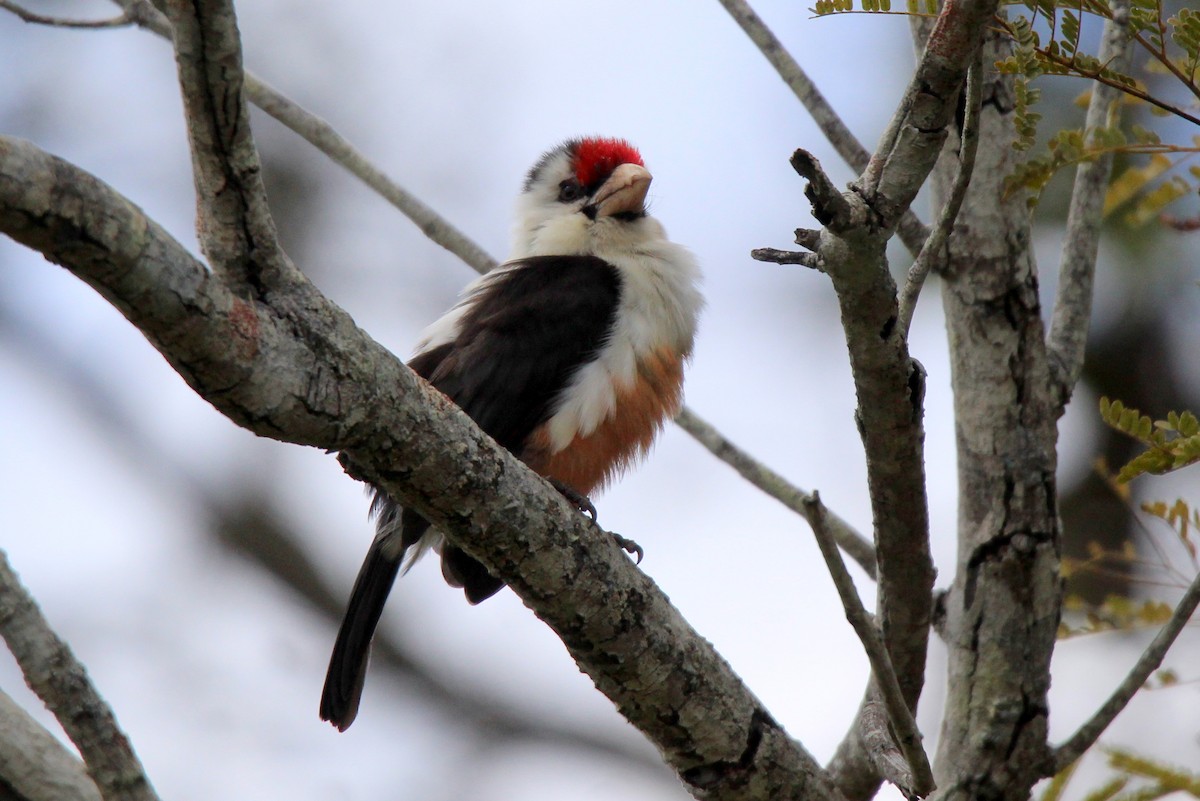 Black-backed Barbet - 少杰 郦