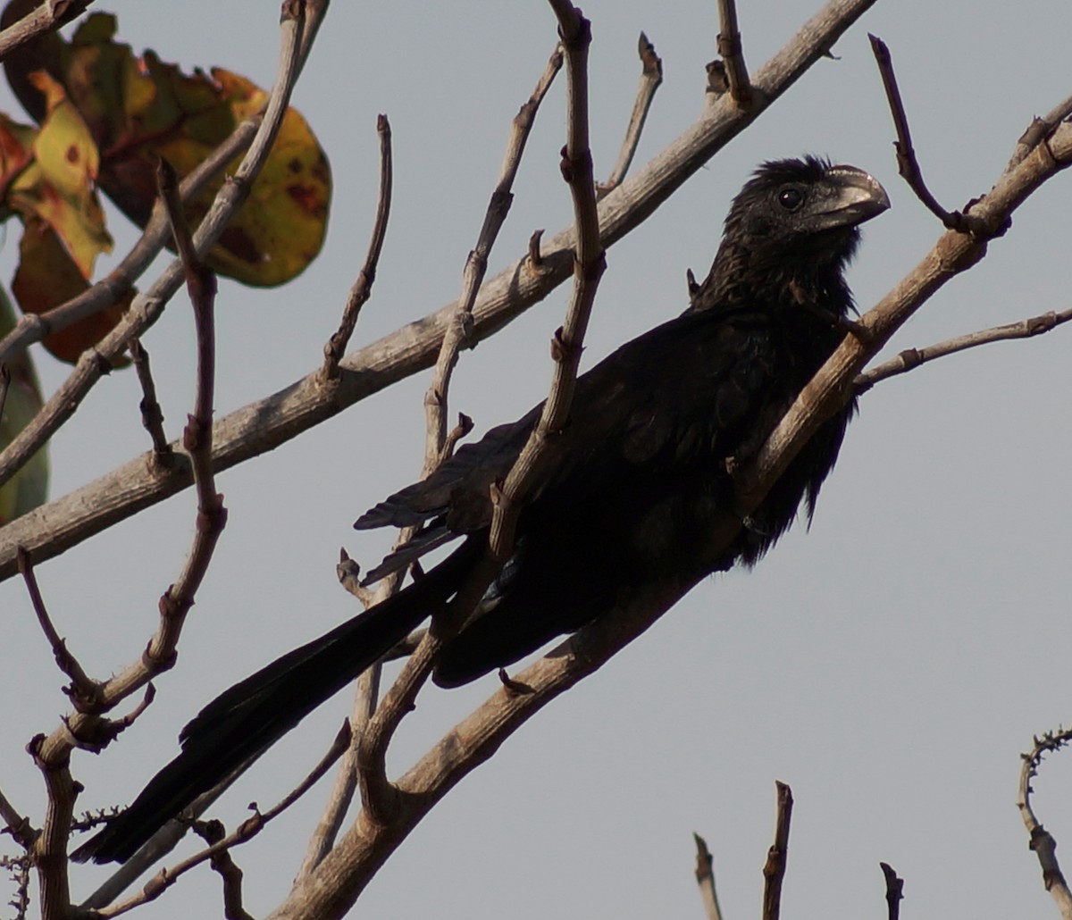 Smooth-billed Ani - ML45823241