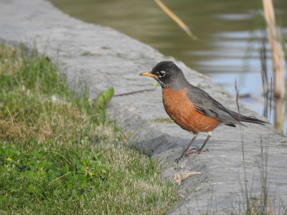 American Robin - ML458232931