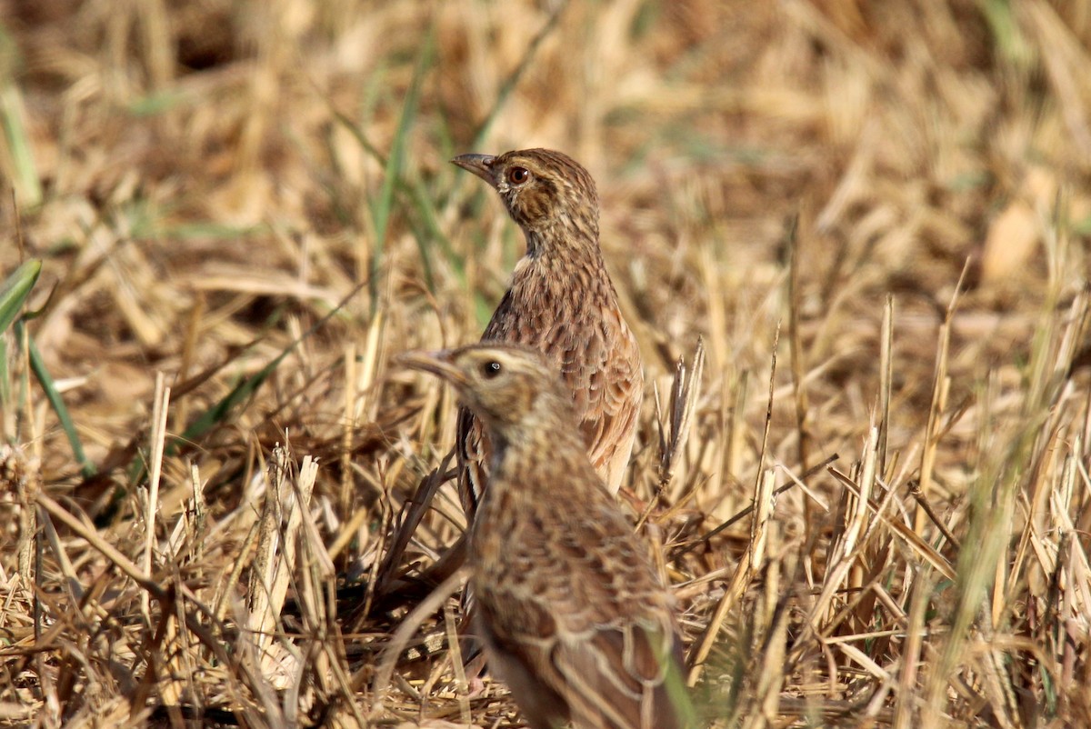 Flappet Lark - ML458234361