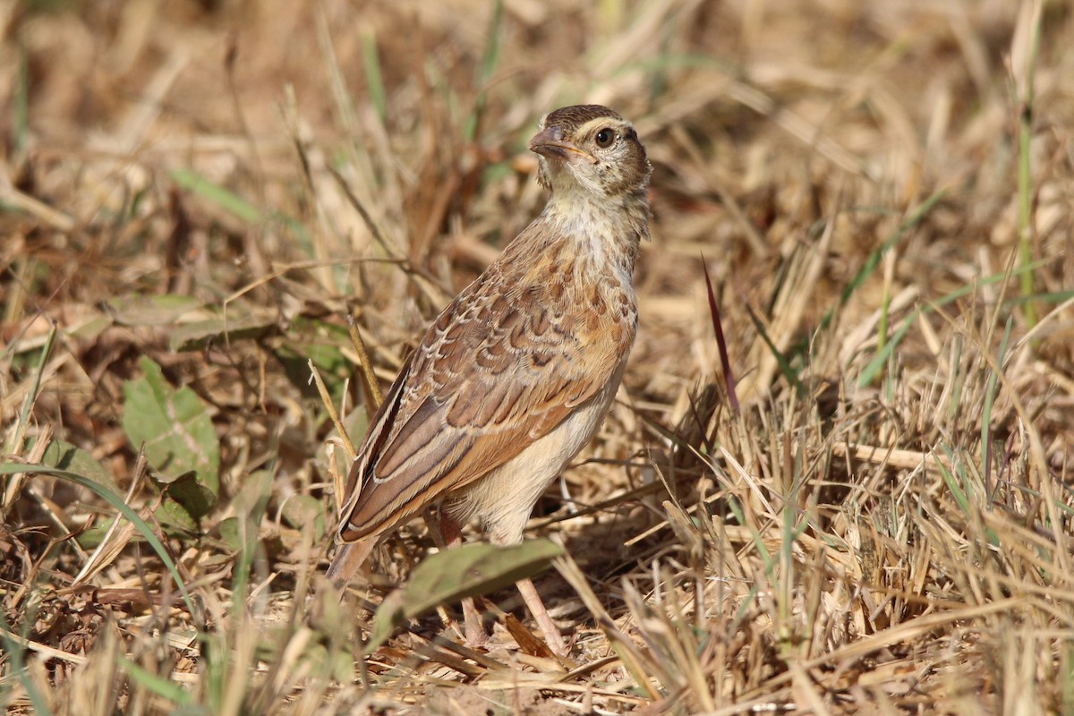 Flappet Lark - 少杰 郦