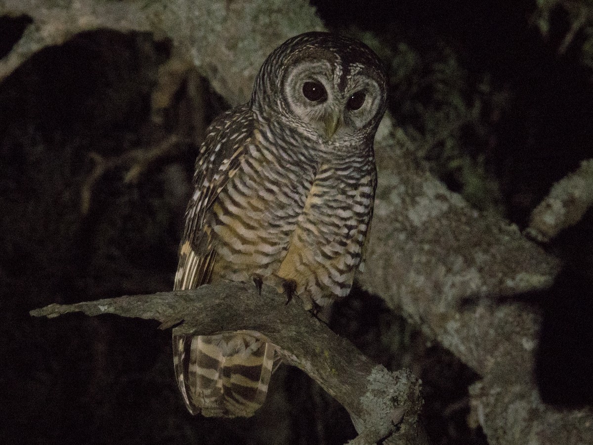 Chaco Owl - ML458235591