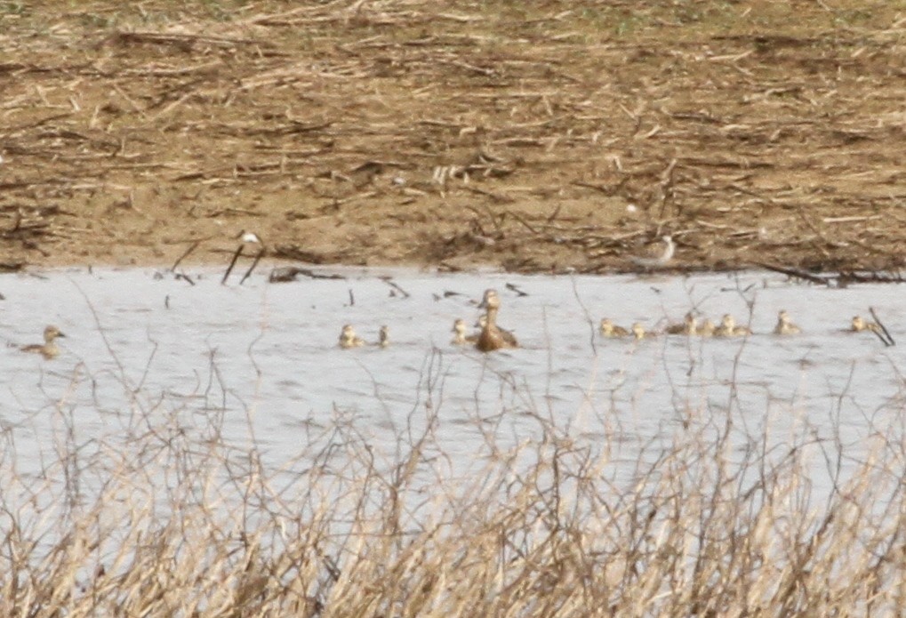 Blue-winged Teal - ML458236211