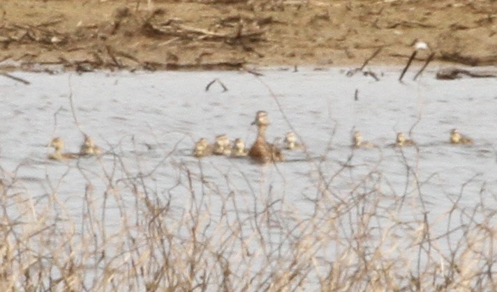 Blue-winged Teal - ML458236241