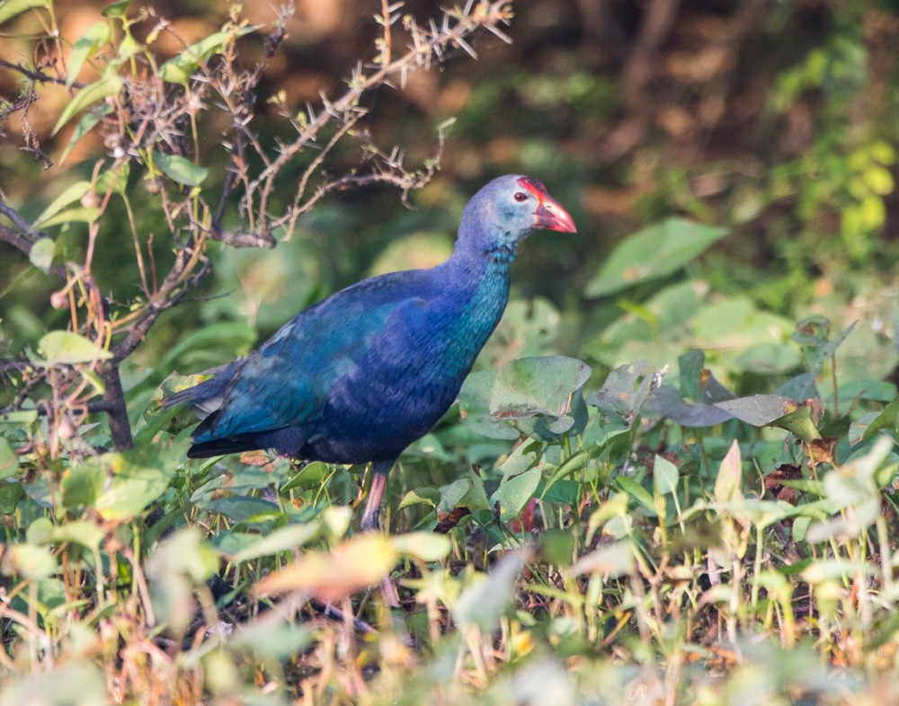 Gray-headed Swamphen - ML45823651