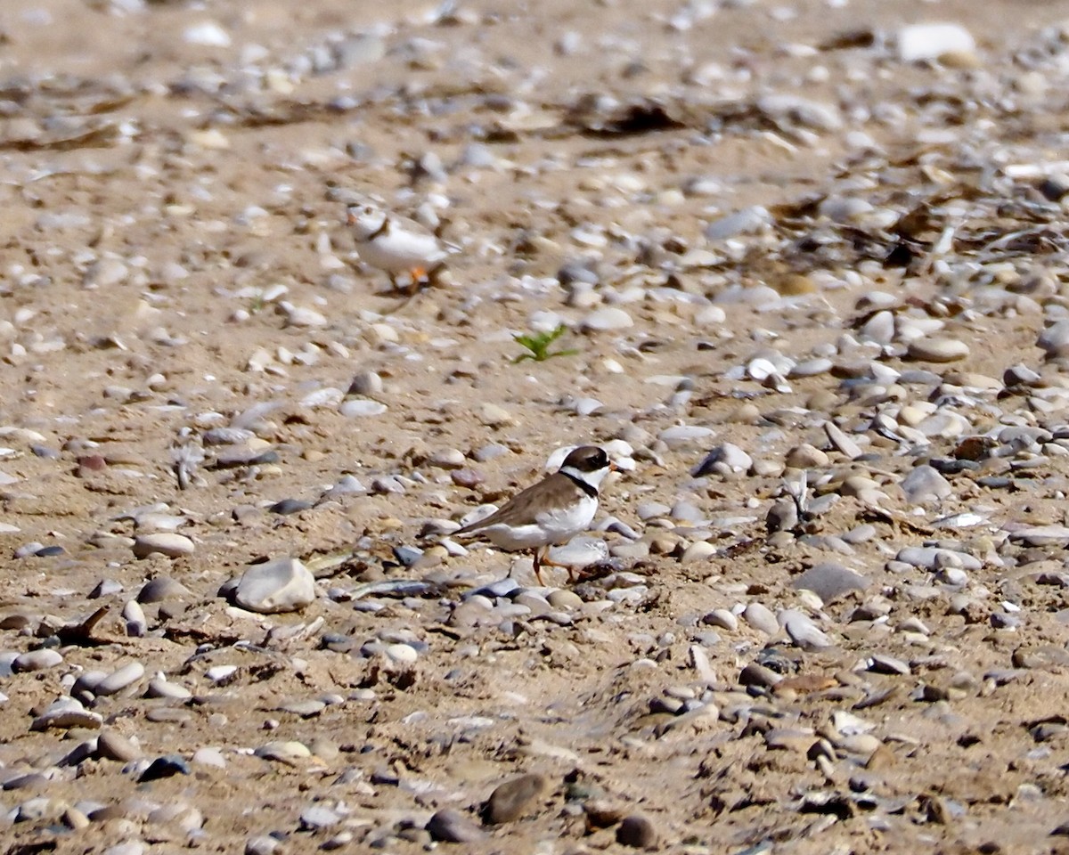 Semipalmated Plover - ML458236561