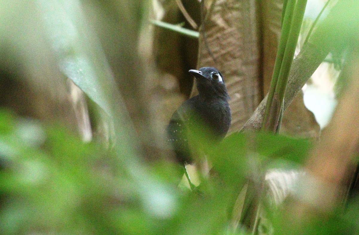 Bleigrau-Ameisenvogel - ML458236891