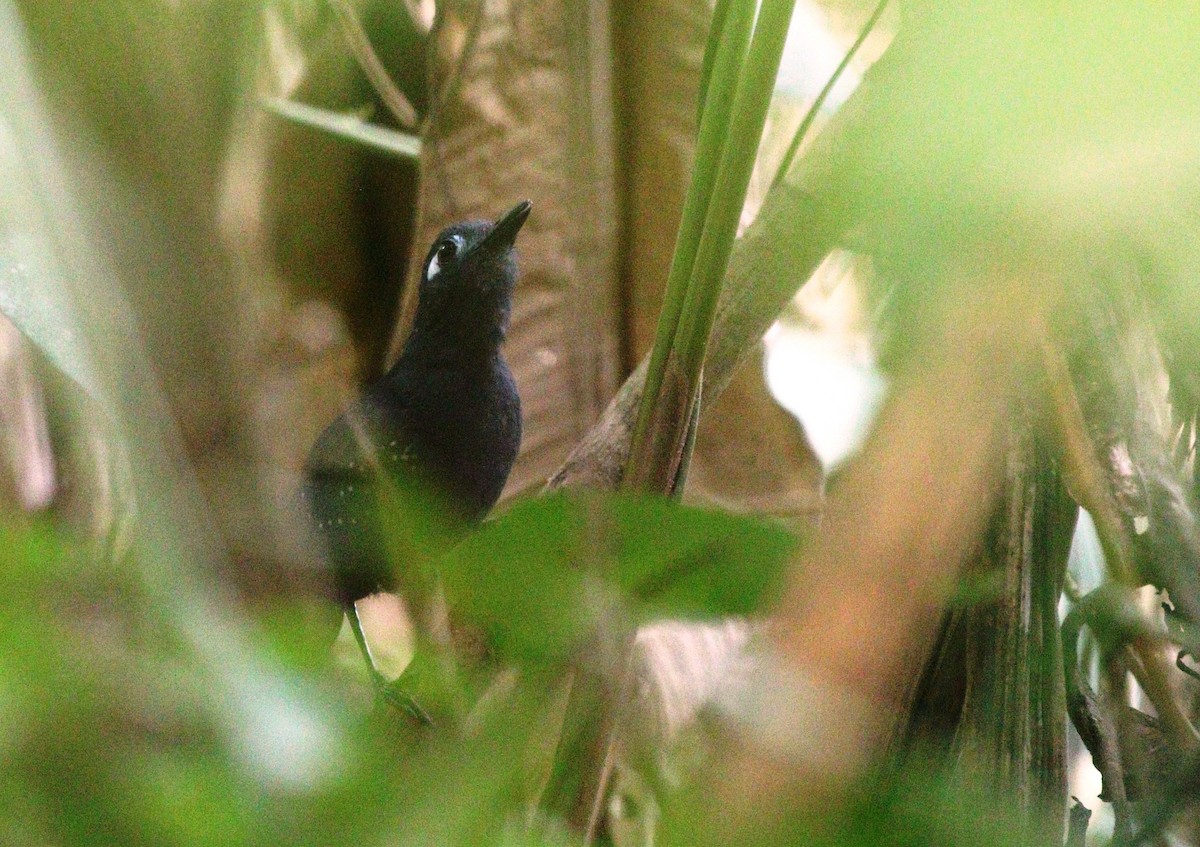 Bleigrau-Ameisenvogel - ML458236951