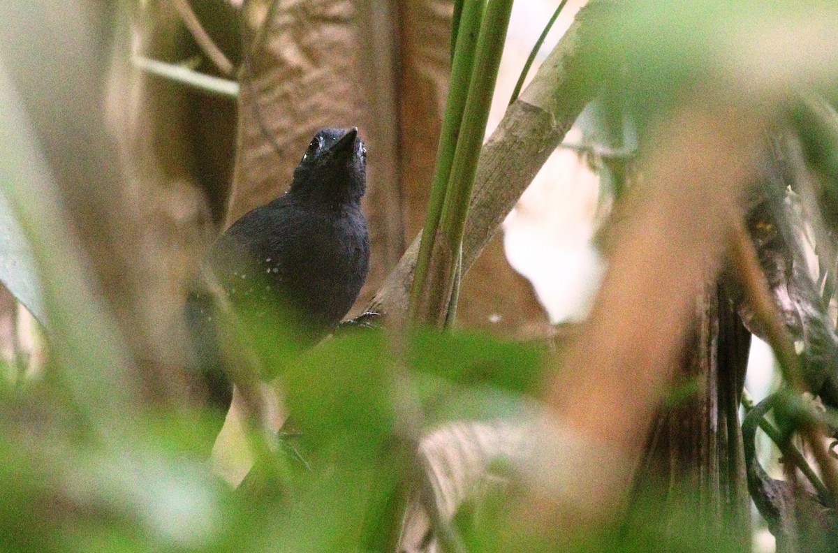 Bleigrau-Ameisenvogel - ML458236991