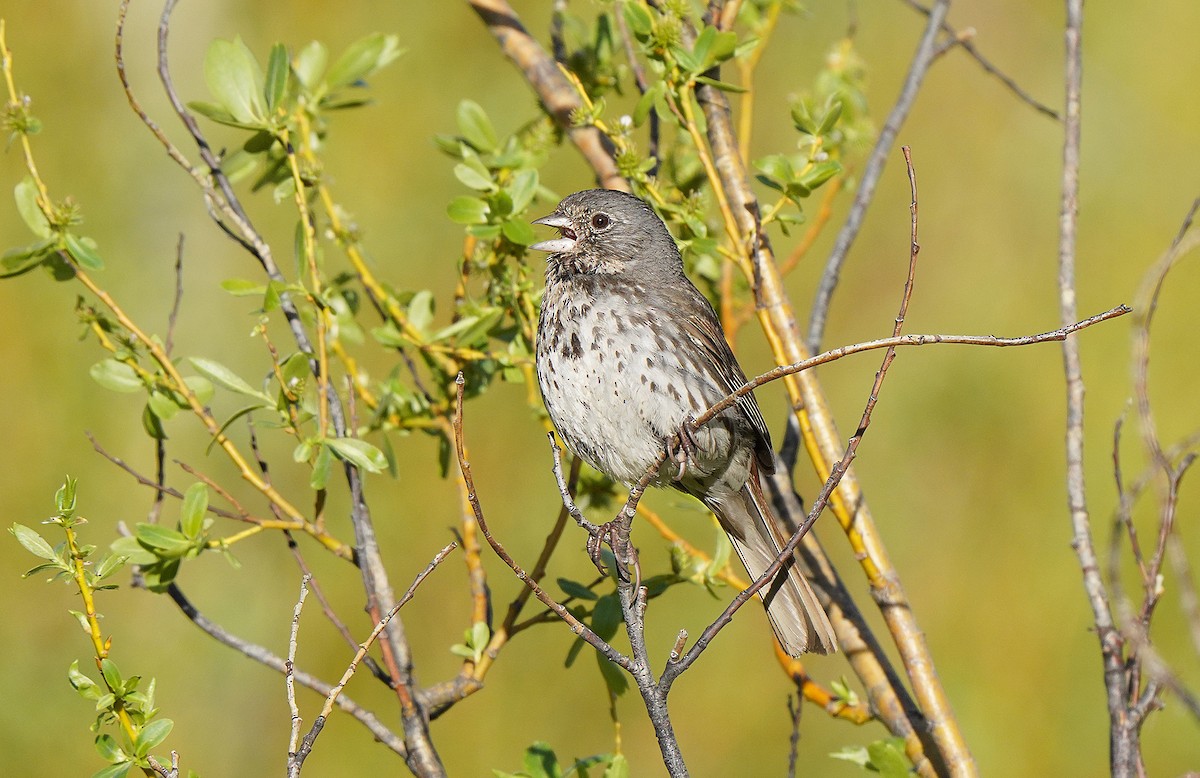 Fox Sparrow (Slate-colored) - ML458237371