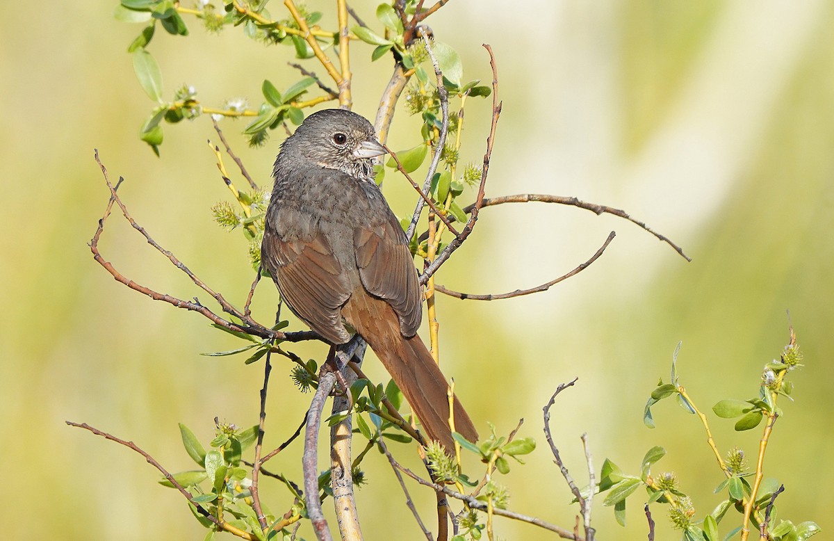 Fox Sparrow (Slate-colored) - ML458237391