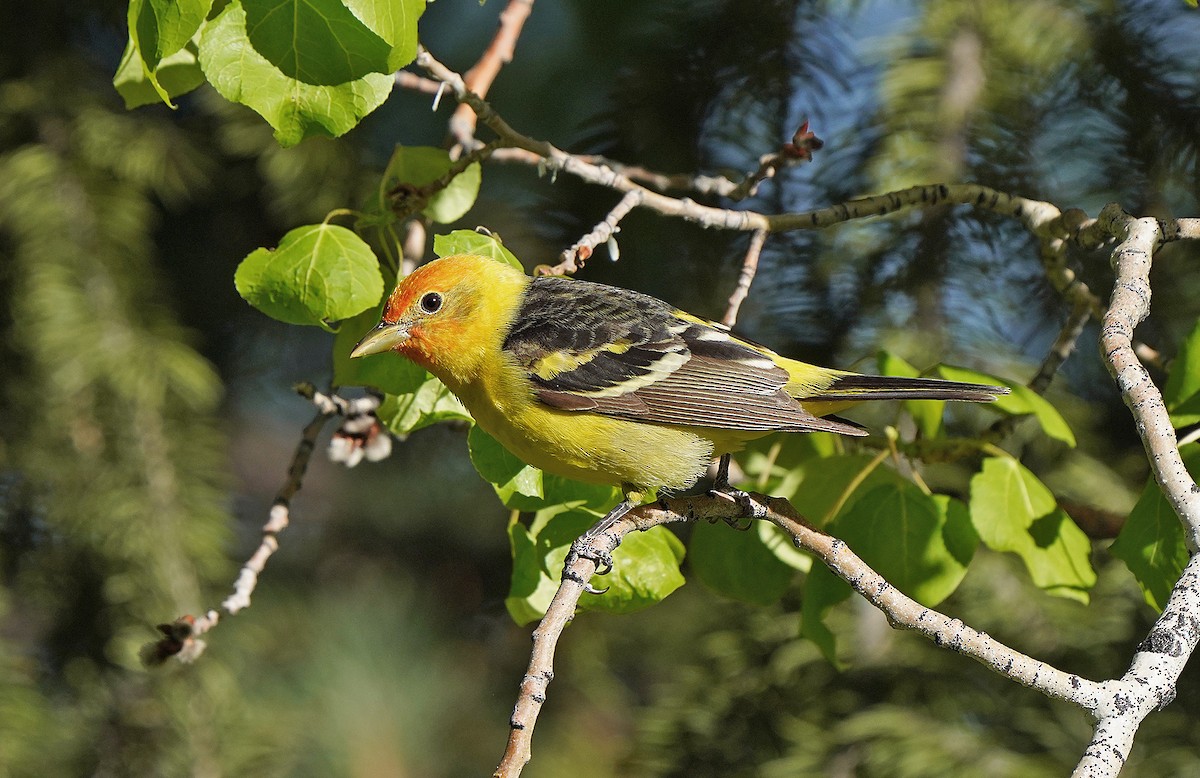 Piranga Carirroja - ML458237551