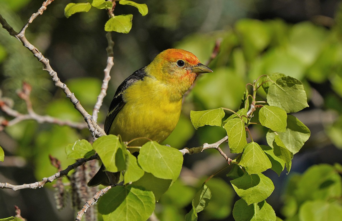 Western Tanager - ML458237571