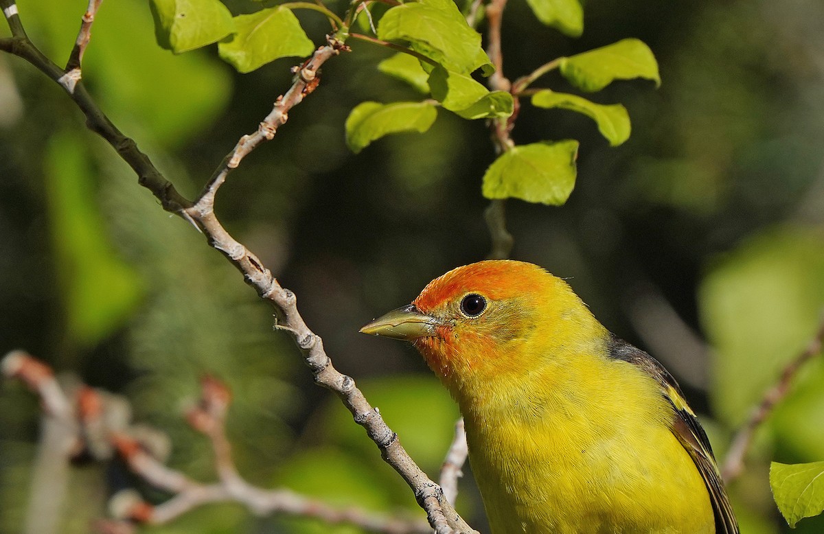 Western Tanager - ML458237581