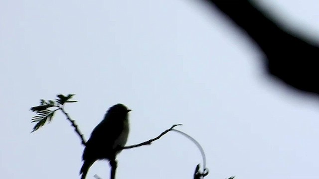 Brown-backed Honeybird - ML458237921