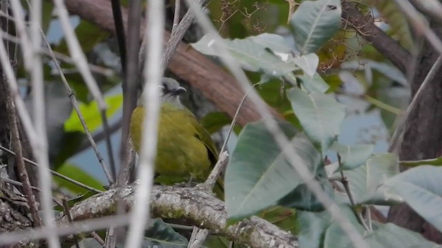 Bulbul montagnard - ML458238261