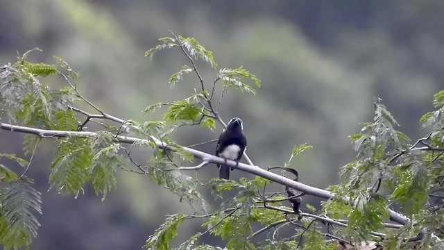 White-eared Barbet - ML458238411