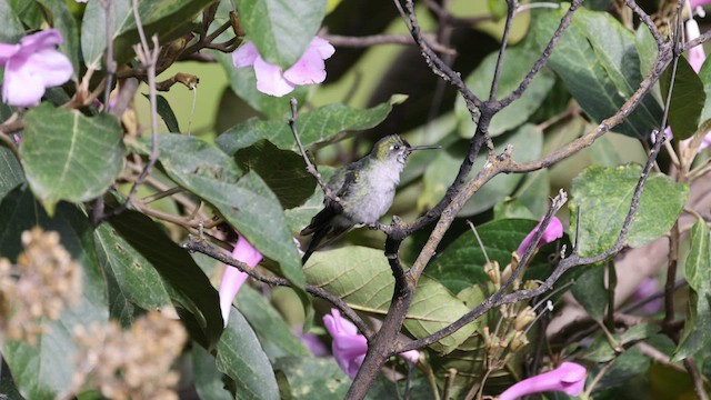 Colibrí Ventrigrís - ML458238581