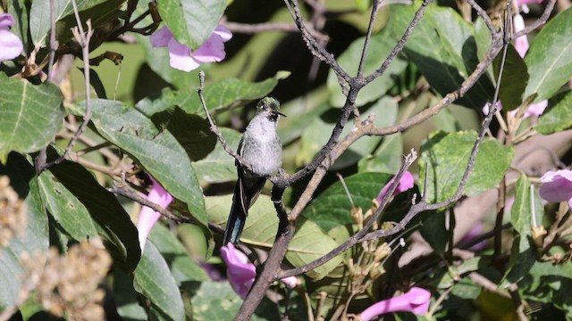 Gray-bellied Comet - ML458238661