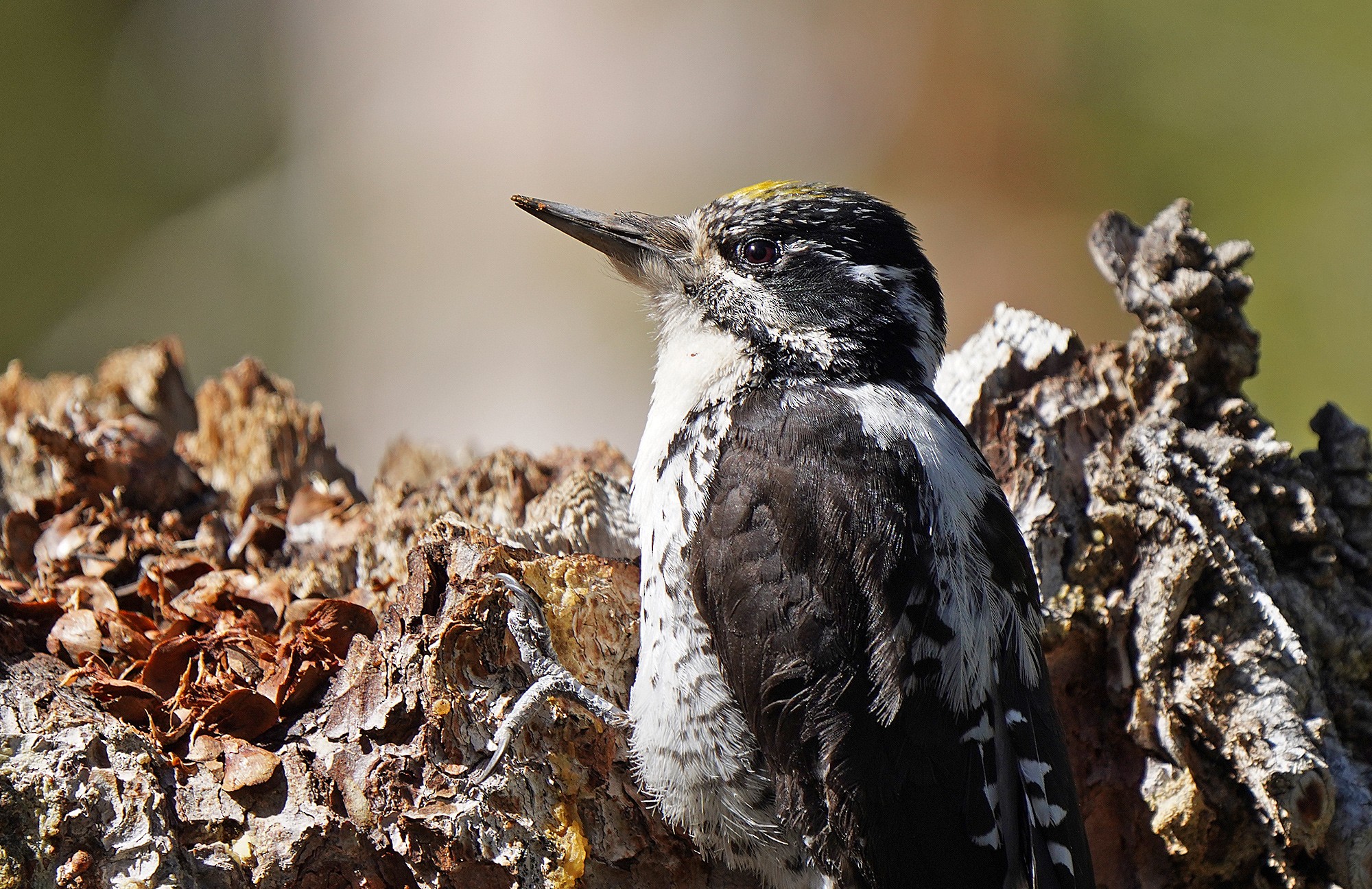 Mountain Birding Tour