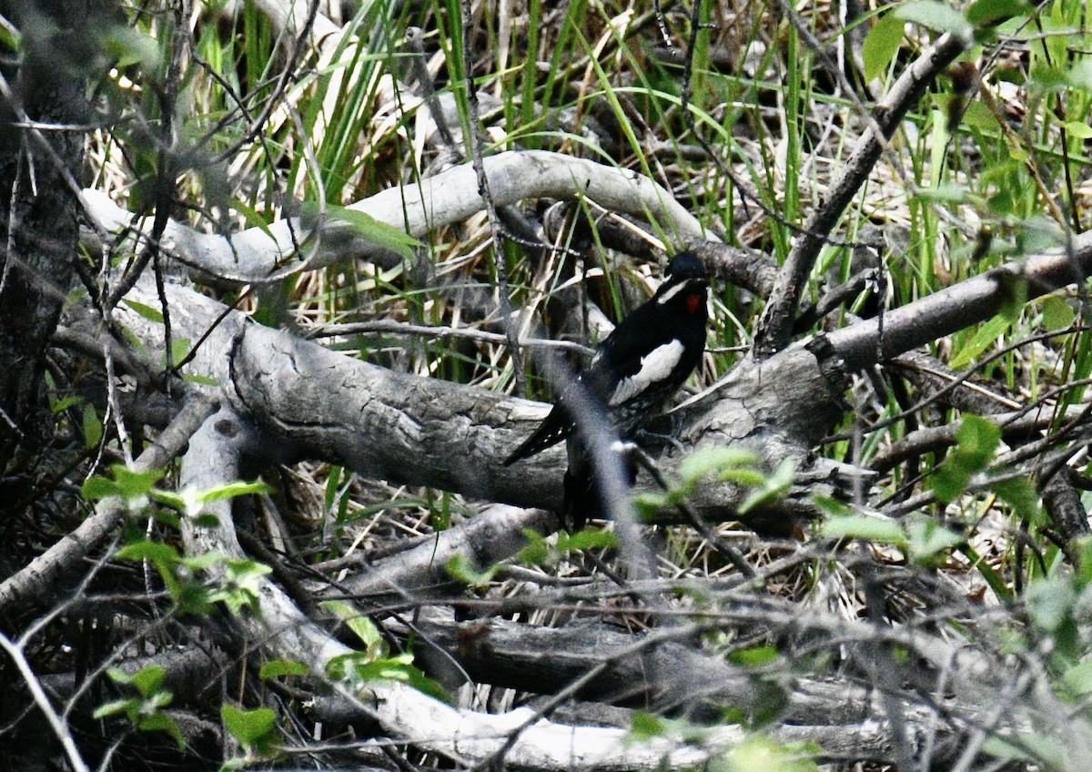 Chupasavia Oscuro - ML458239251