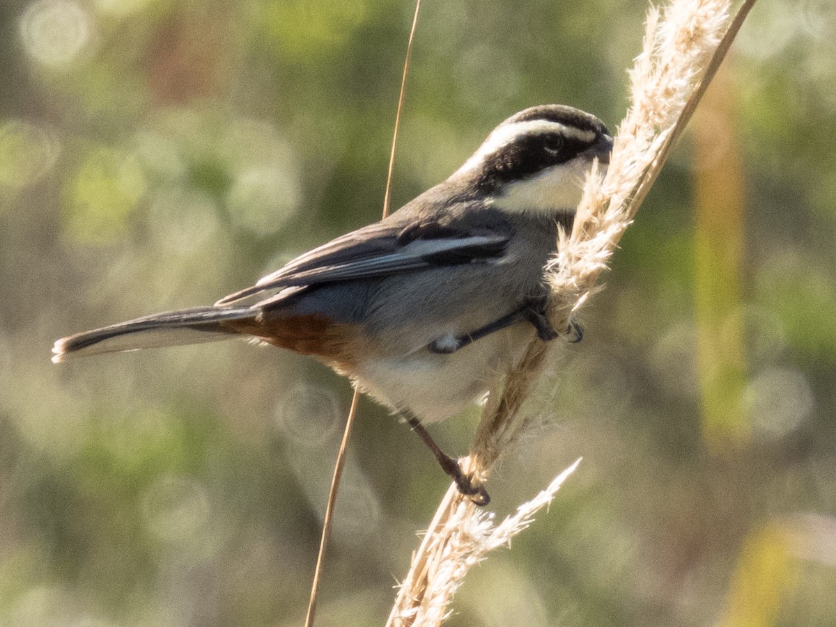 Ringed Warbling Finch - ML458240901