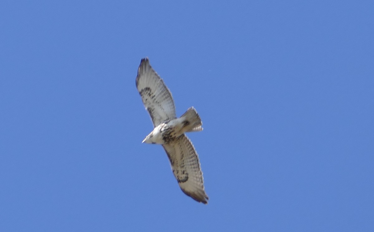 Red-tailed Hawk - ML458241071