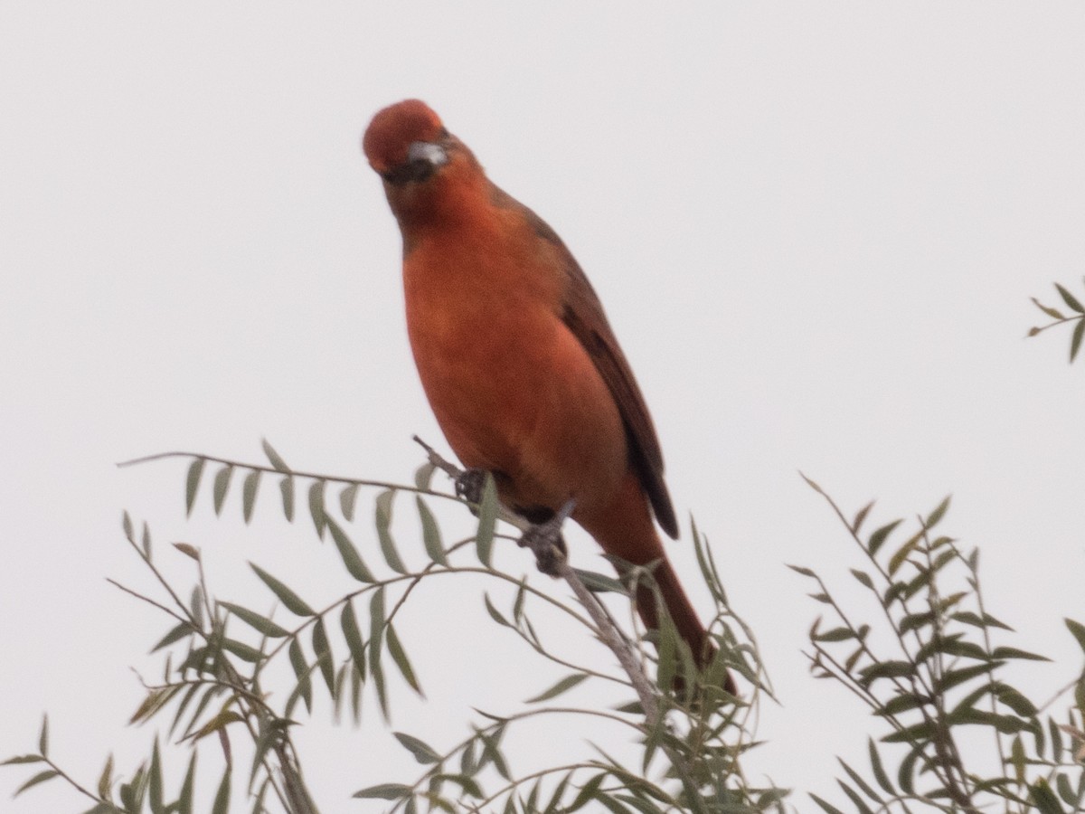 Hepatic Tanager - ML458241331