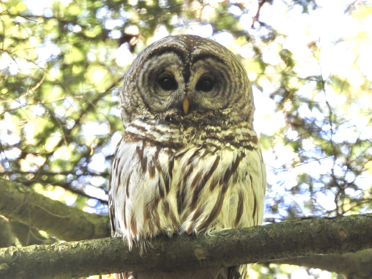 Barred Owl - ML458241601