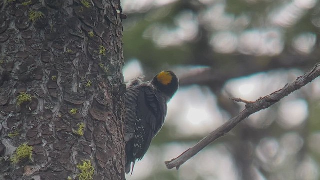 Black-backed Woodpecker - ML458241801