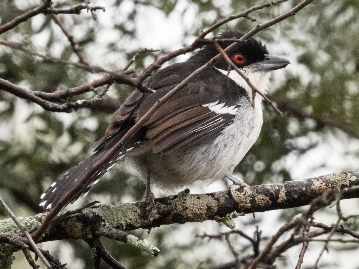 Great Antshrike - Javier Angione