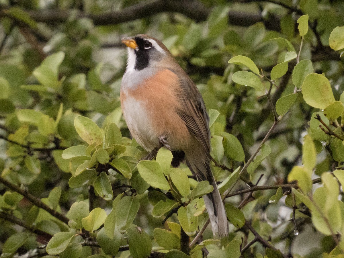 Many-colored Chaco Finch - Javier Angione