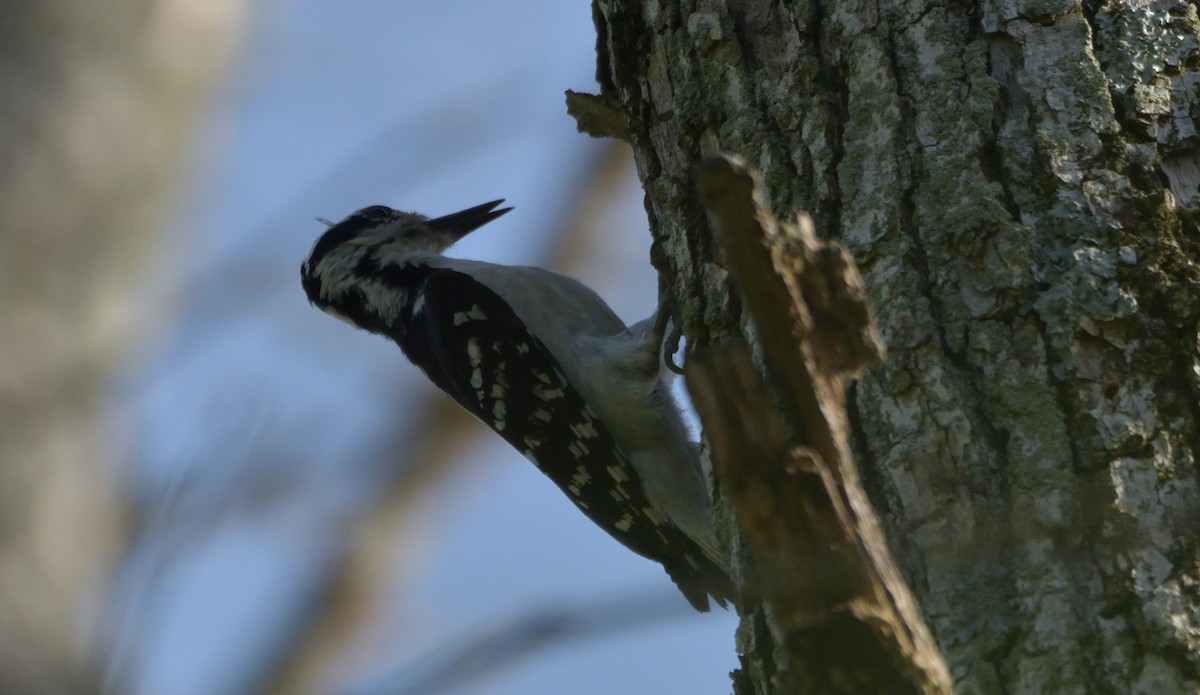 Hairy Woodpecker (Eastern) - ML458243281