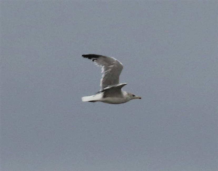 California Gull - Laura Ellis