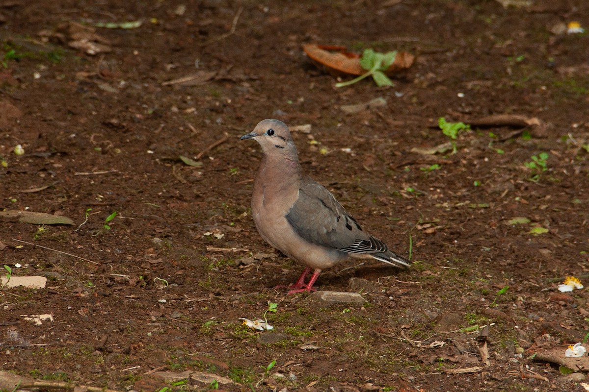 Eared Dove - ML458247001