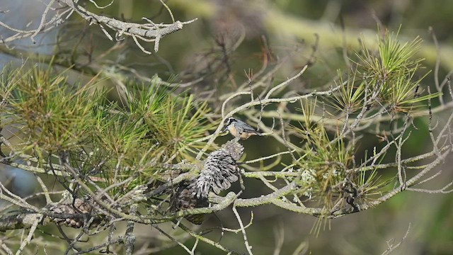 ムネアカゴジュウカラ - ML458247941