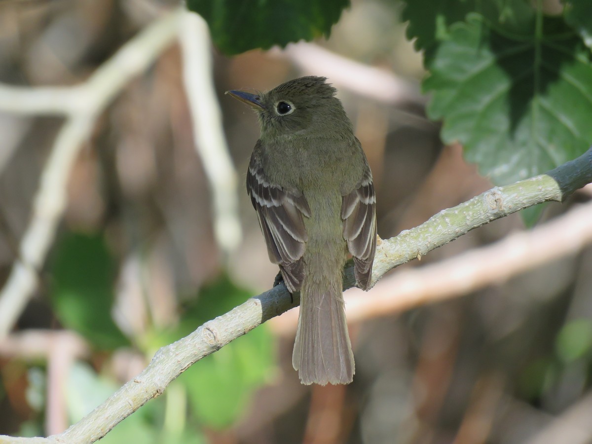 Western Flycatcher (Pacific-slope) - ML458248071