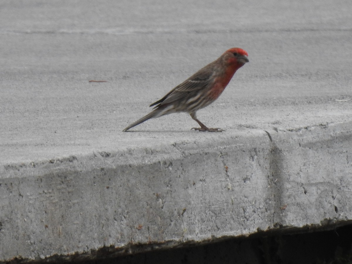 House Finch - ML458249051