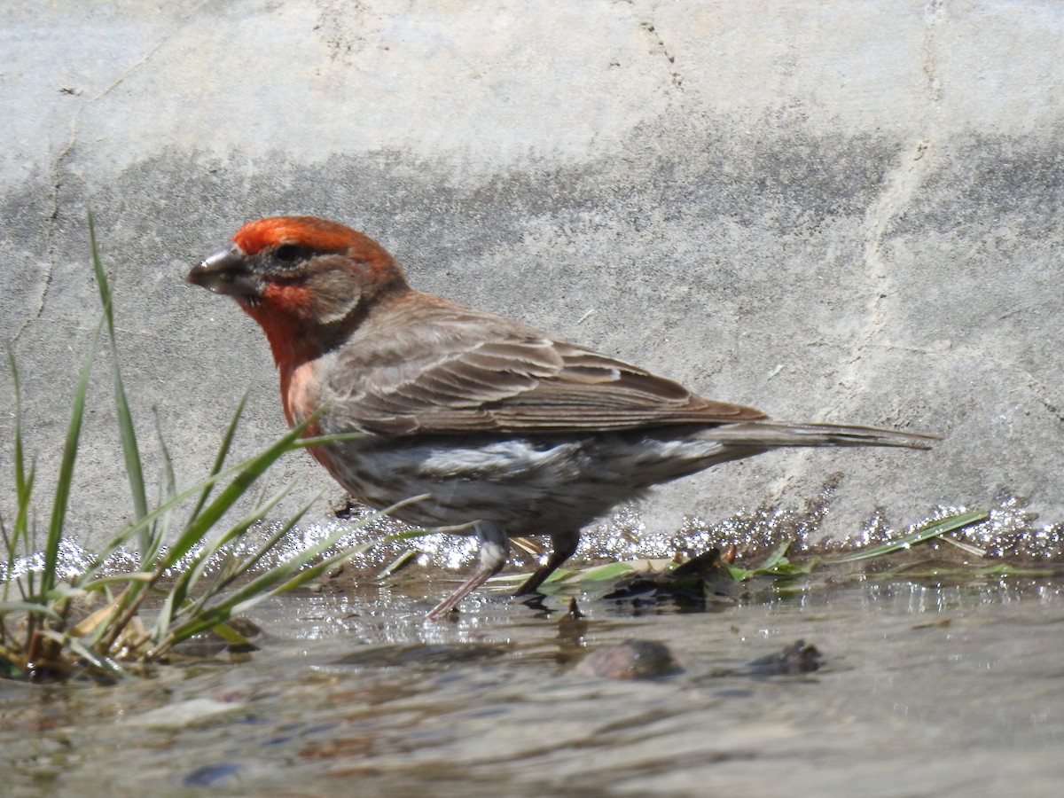 House Finch - ML458249081