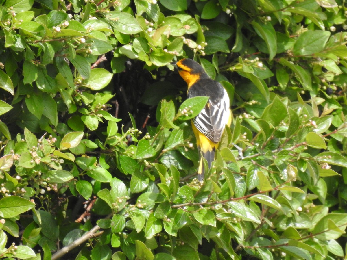 Bullock's Oriole - ML458249391