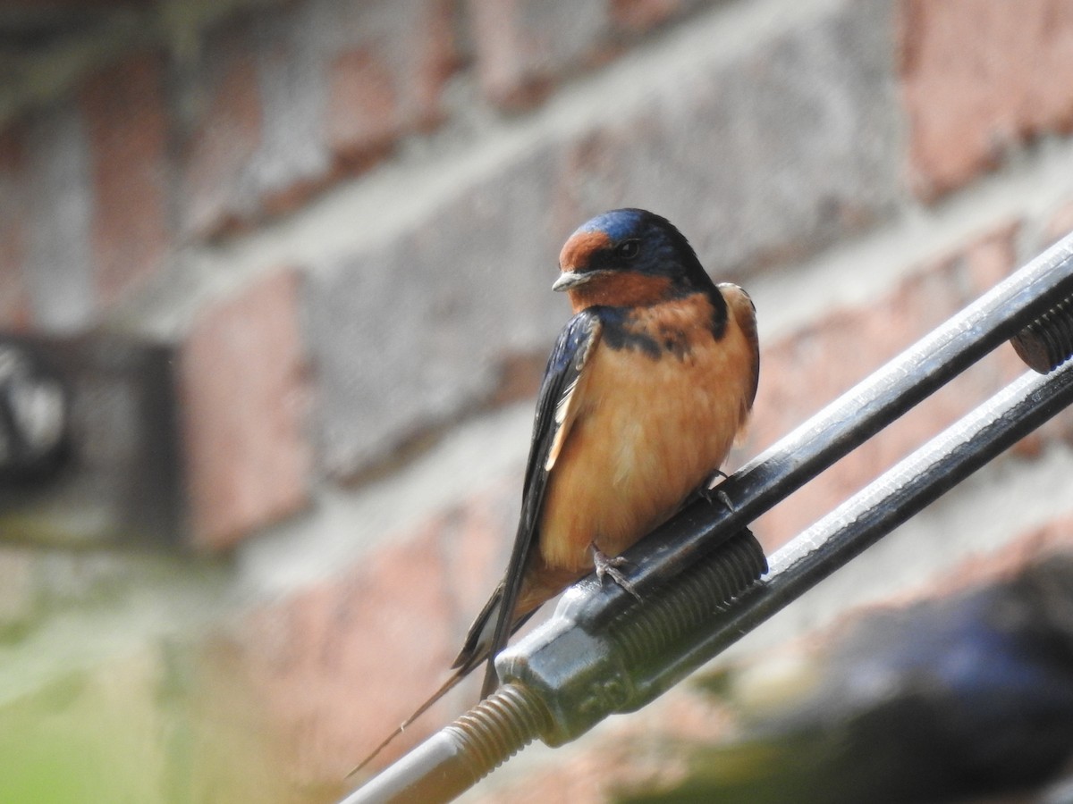 Barn Swallow - ML458249981