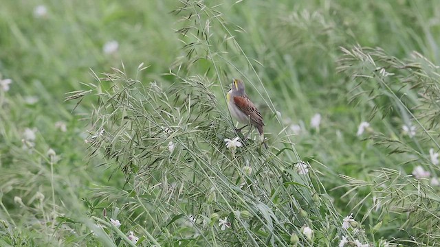 Dickcissel d'Amérique - ML458250051