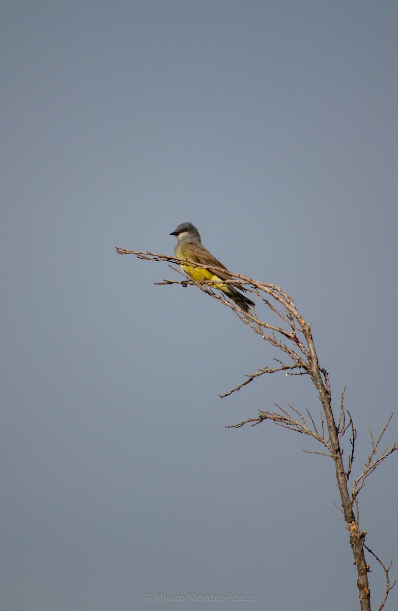 Cassin's Kingbird - ML458250121